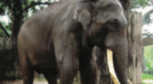 Seekor gajah