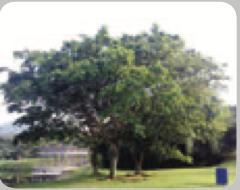 Sebatang pokok besar