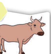 Seekor lembu