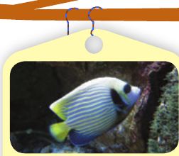 Seekor ikan berwarna-warni