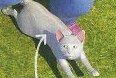 A grey cat on the grass
