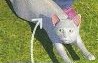 A grey cat