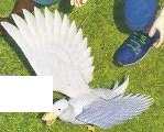 A white duck