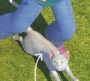 A small grey cat walking on the grass