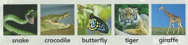 Five animals with their names: snake, crocodile, butterfly, tiger, giraffe