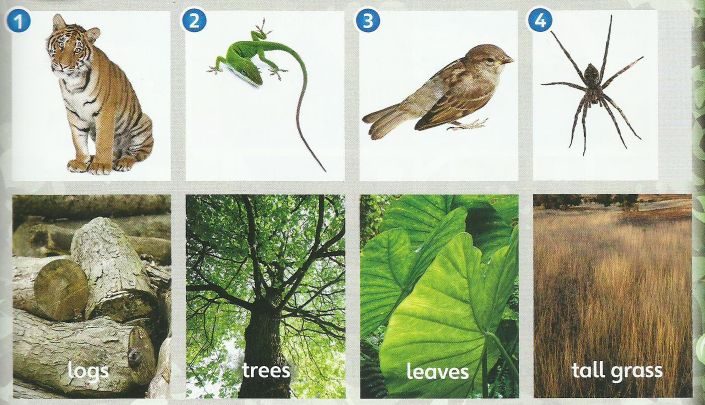 Four animals (tiger, lizard, bird, spider) and four places to hide: logs, trees, leaves, tall grass