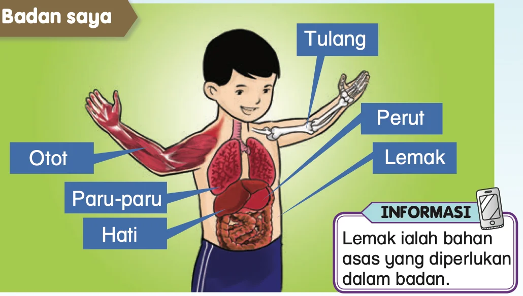 Badan saya: tulang, perut, lemak, otot, paru-paru dan hati dilabel