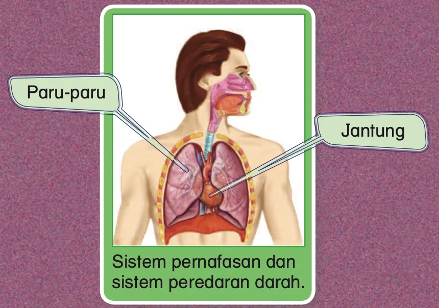 Gambar badan manusia dengan paru-paru dan jantung dilabel