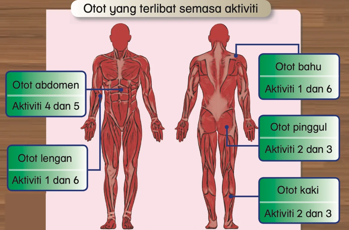 Badan manusia dari hadapan dan belakang dengan otot abdomen, lengan, bahu, pinggul dan kaki dilabel beserta nombor aktiviti