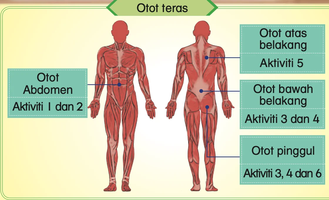 Otot teras: abdomen, atas belakang, bawah belakang dan pinggul dengan nombor aktiviti