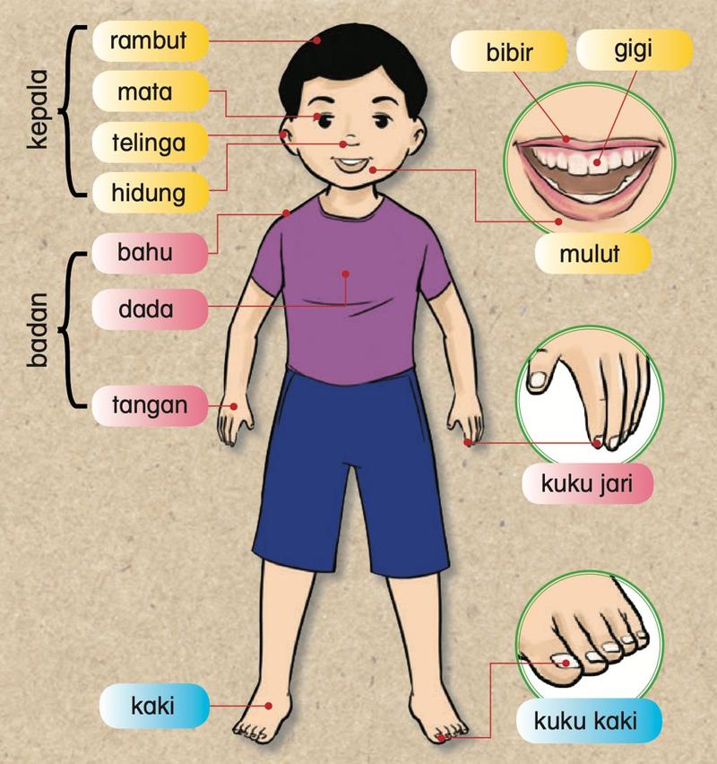 Budak lelaki dengan label anggota tubuh: kepala (rambut, mata, telinga, hidung), badan (bahu, dada, tangan), bibir, gigi, mulut, kuku jari, kaki dan kuku kaki