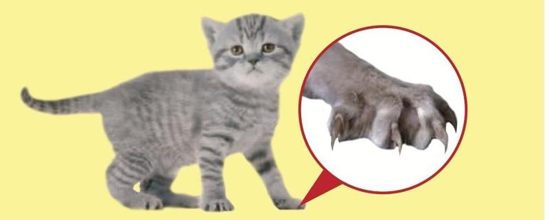 Seekor anak kucing kelabu dan gambar dekat kakinya dengan kuku