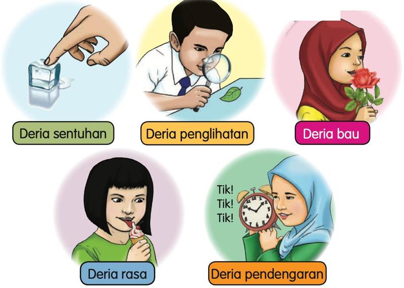 Lima gambar murid menggunakan deria sentuhan, penglihatan, bau, rasa dan pendengaran
