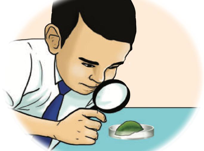 Seorang murid menggunakan kanta pembesar untuk melihat daun kecil
