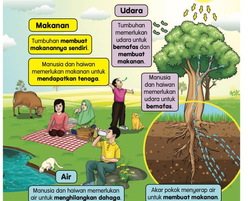 Tumbuhan membuat makanan dan memerlukan udara dan air; manusia dan haiwan makan, bernafas dan minum