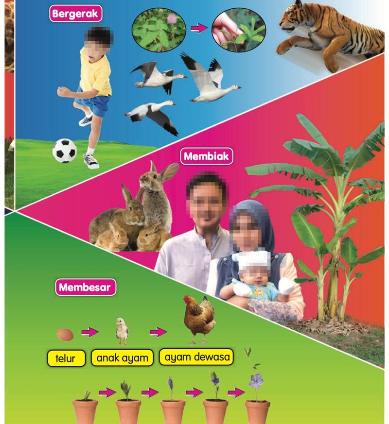 Budak menendang bola, burung terbang, harimau, arnab dan sebuah keluarga, telur menjadi anak ayam dan ayam dewasa, anak pokok dalam pasu