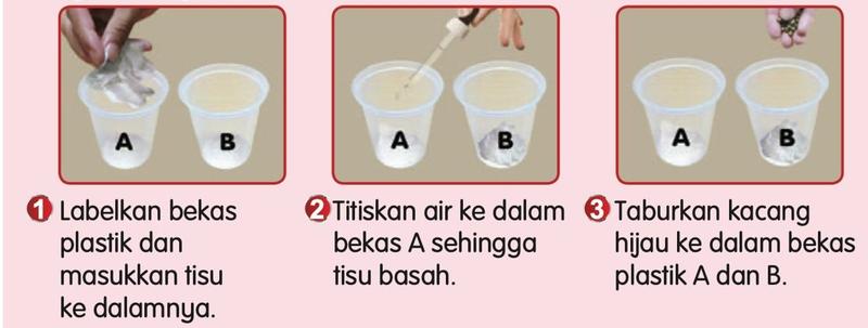 Langkah: labelkan bekas A dan B, titiskan air ke dalam bekas A, taburkan kacang hijau ke dalam kedua-dua bekas