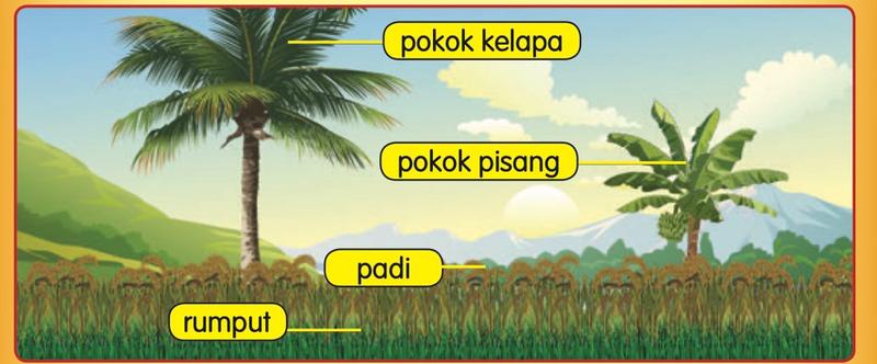 Pokok kelapa, pokok pisang, padi dan rumput
