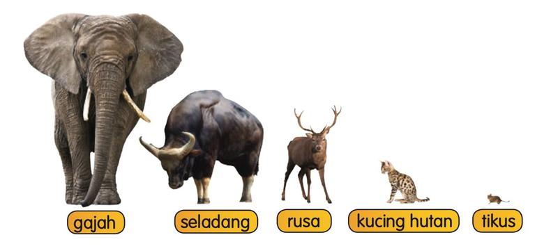 Lima haiwan dengan nama: gajah, seladang, rusa, kucing hutan dan tikus