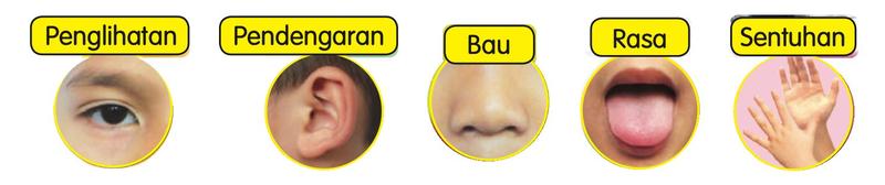 Lima gambar bahagian tubuh dengan nama deria: mata untuk penglihatan, telinga untuk pendengaran, hidung untuk bau, lidah untuk rasa dan tangan untuk sentuhan