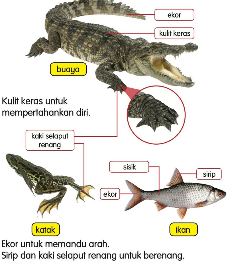 Buaya dengan kulit keras dan ekor, katak dengan kaki selaput renang, dan ikan dengan sisik, ekor dan sirip