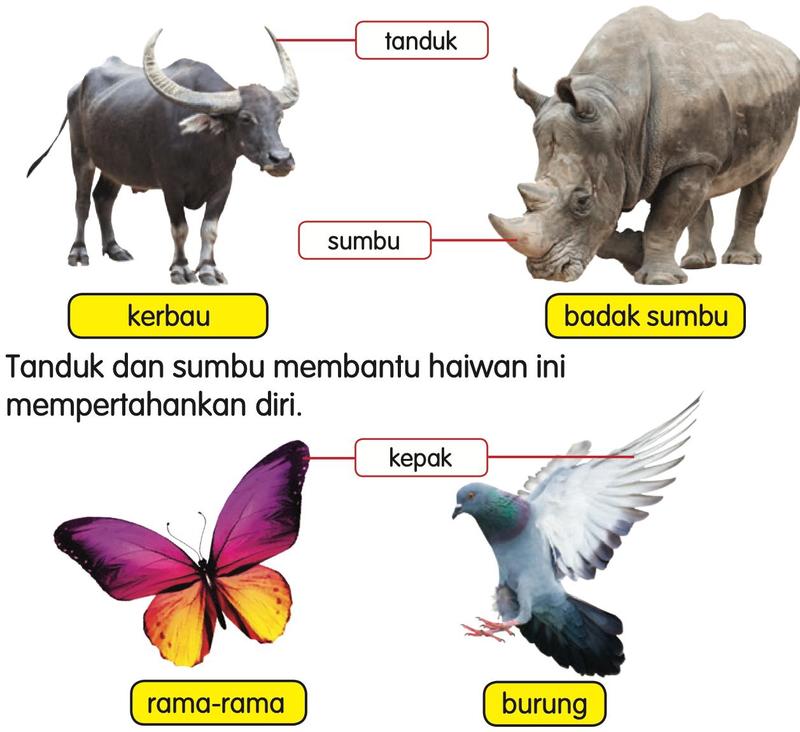 Kerbau dengan tanduk, badak sumbu dengan sumbu, rama-rama dan burung dengan kepak