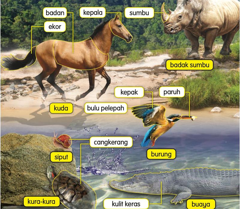 Kuda, badak sumbu, burung, siput, kura-kura dan buaya dengan label: badan, kepala, ekor, sumbu, kepak, paruh, bulu pelepah, cangkerang dan kulit keras