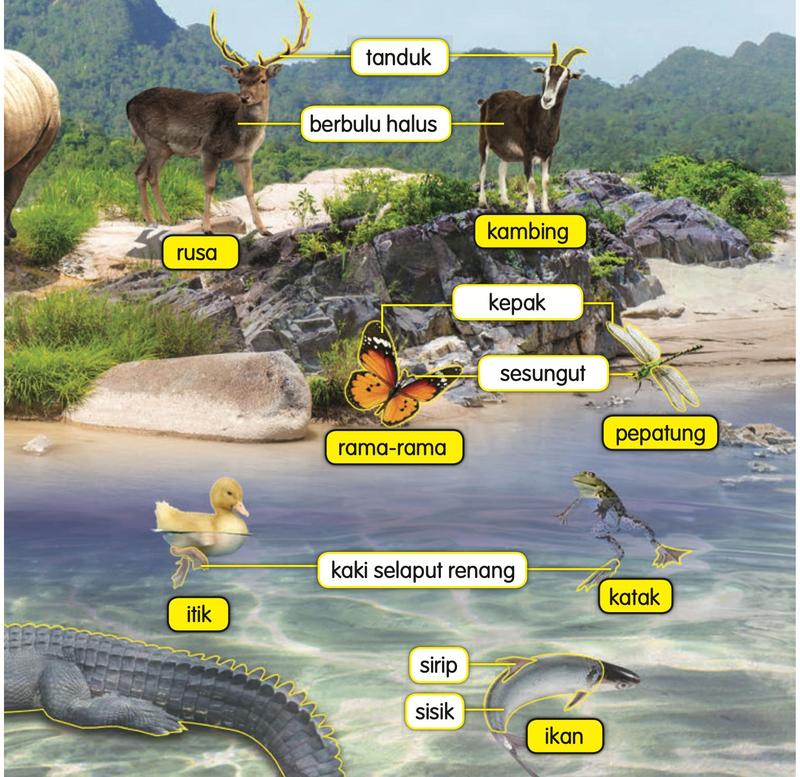 Rusa, kambing, rama-rama, pepatung, itik, katak dan ikan dengan label: tanduk, berbulu halus, kepak, sesungut, kaki selaput renang, sirip dan sisik