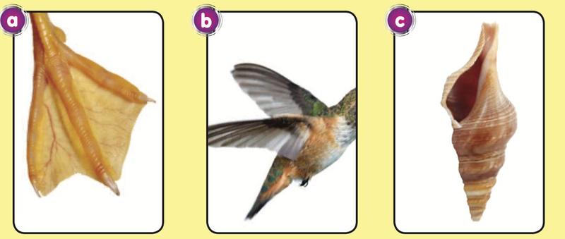 Tiga gambar: a, kaki selaput renang; b, burung yang sedang terbang; c, cangkerang