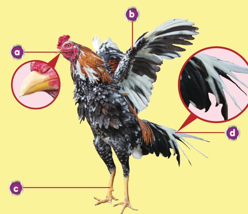 Seekor ayam jantan dengan empat bahagian ditanda a, b, c dan d