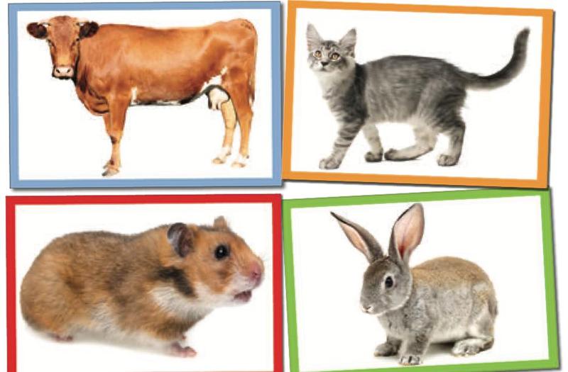 Gambar lembu, kucing, hamster dan arnab