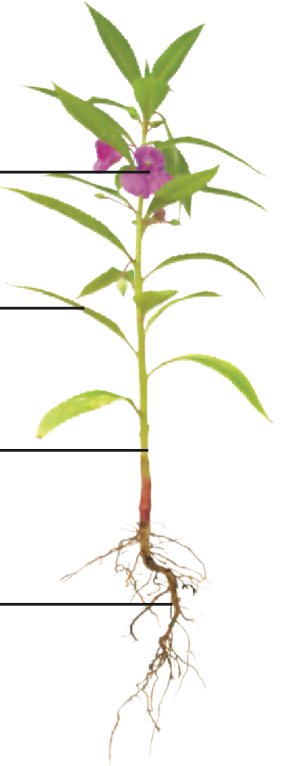 Pokok keembung dengan empat garisan kosong yang menunjuk bunga, daun, batang dan akar