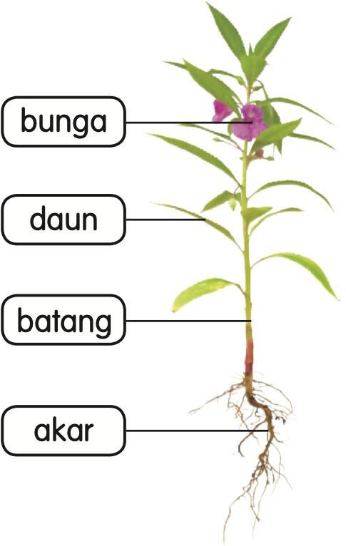 Pokok keembung dengan label bunga, daun, batang dan akar