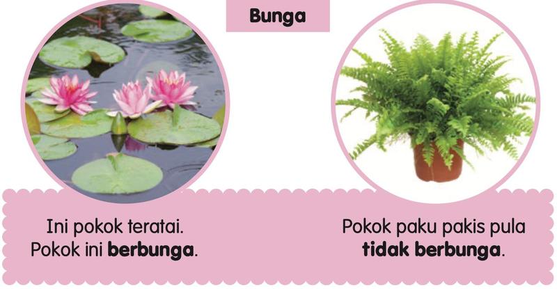 Pokok teratai berbunga merah jambu dan pokok paku pakis dalam pasu
