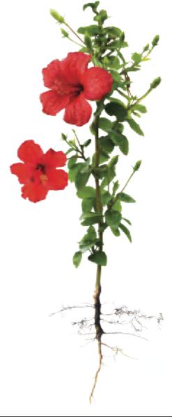 Pokok bunga raya dengan bunga merah, daun hijau, batang nipis dan akar