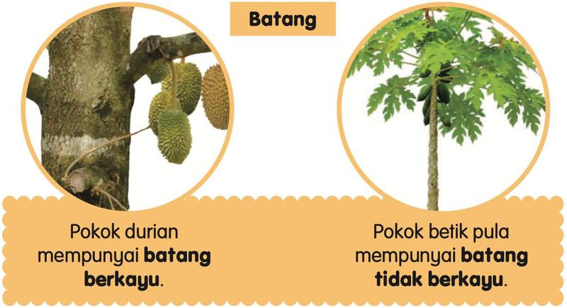Batang pokok durian yang keras dan pokok betik yang batangnya lembut