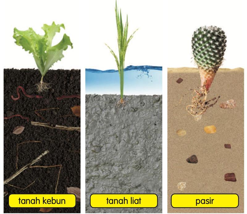 Tiga jenis tanah: tanah kebun dengan cacing dan ranting kayu, tanah liat yang kelabu, dan pasir dengan batu kecil