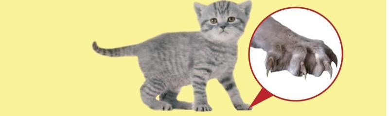 A grey kitten and a close-up of its paw with claws