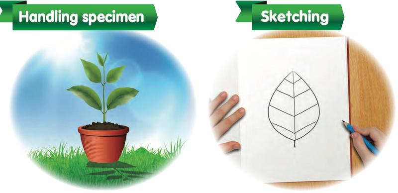 A potted plant for handling a specimen and a leaf being sketched on paper