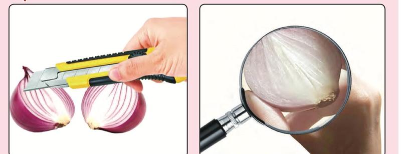 A cutter cuts a red onion in two and a magnifying glass shows the onion
