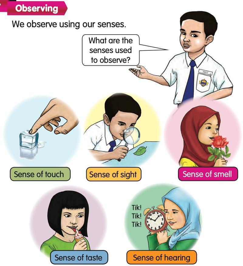Five pupils use touch, sight, smell, taste and hearing
