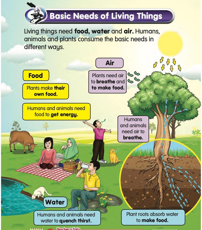 Plants make food and need air and water; humans and animals eat, breathe and drink
