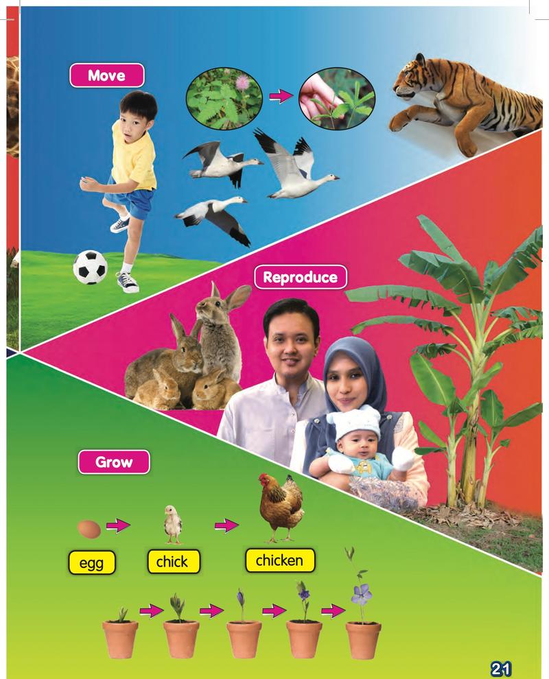 A boy kicking a ball, birds flying, a tiger, rabbits and a family, an egg becoming a chicken