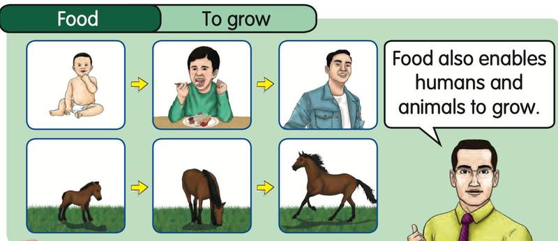A baby grows into a man; a foal grows into a horse