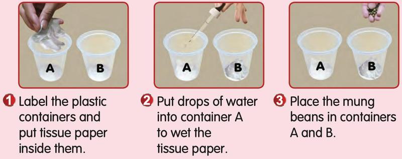 Steps: label containers A and B, drop water on A, place mung beans in both
