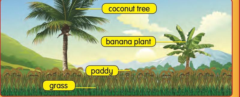 A coconut tree, a banana plant, paddy and grass
