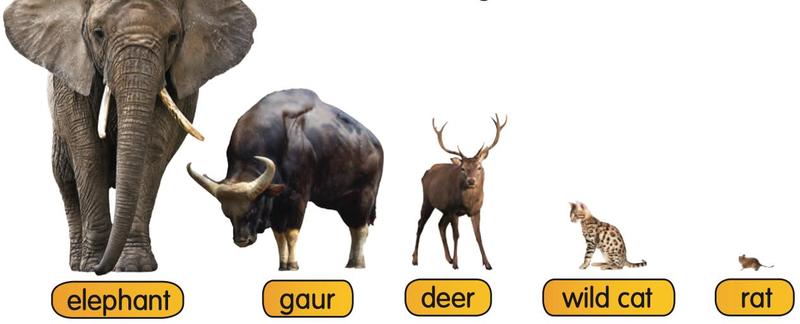 Elephant, gaur, deer, wild cat and rat with their names