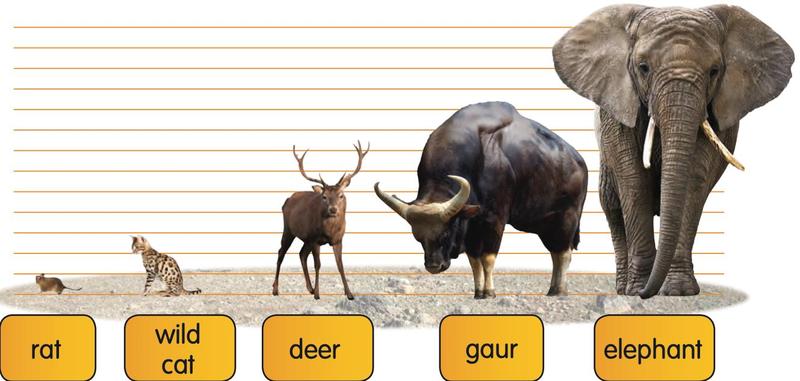 Animals arranged from the smallest to the biggest: rat, wild cat, deer, gaur, elephant