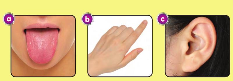 Three pictures: a is a tongue, b is a finger touching, c is an ear