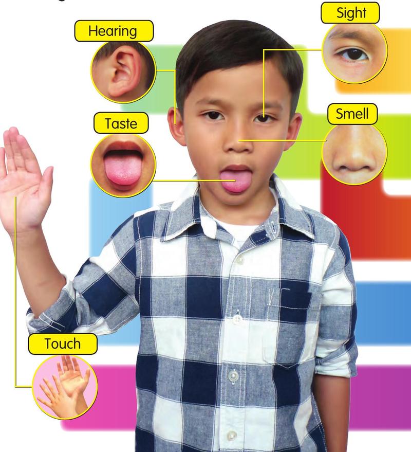 A boy with an eye for sight, an ear for hearing, a nose for smell, a tongue for taste and a hand for touch, each with a label